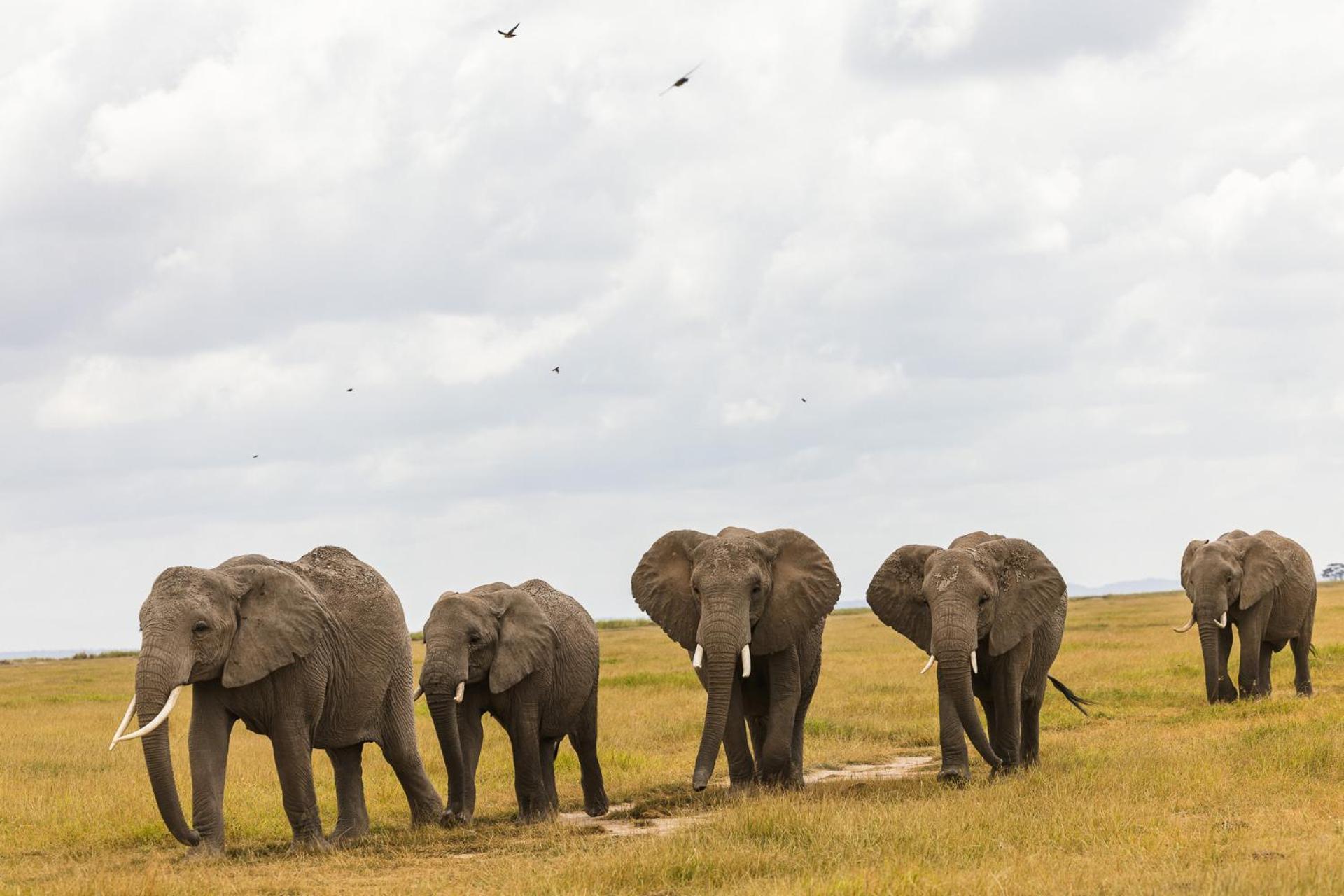 Kilimanjaro View Cabin-Amboseli Oloitokitok Номер фото